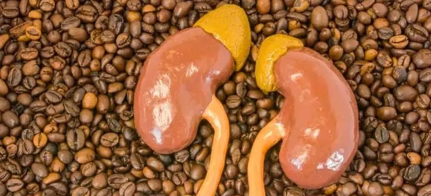 تأثیرات قهوه بر روی کلیه؛ از فواید تا مضرات